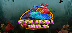 Colibri Wild